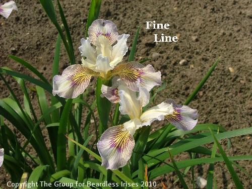 Fine Line (2)